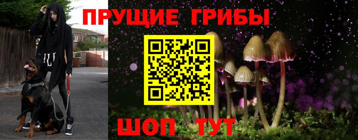 Галлюциногенные грибы GOLDEN TEACHER  Галлюциногенные грибы Psilocybine cubensis  купить наркотик  Белогорск  Вход с VPN 